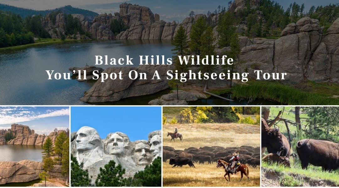 Black Hills Wildlife You’ll Spot On A Sightseeing Tour