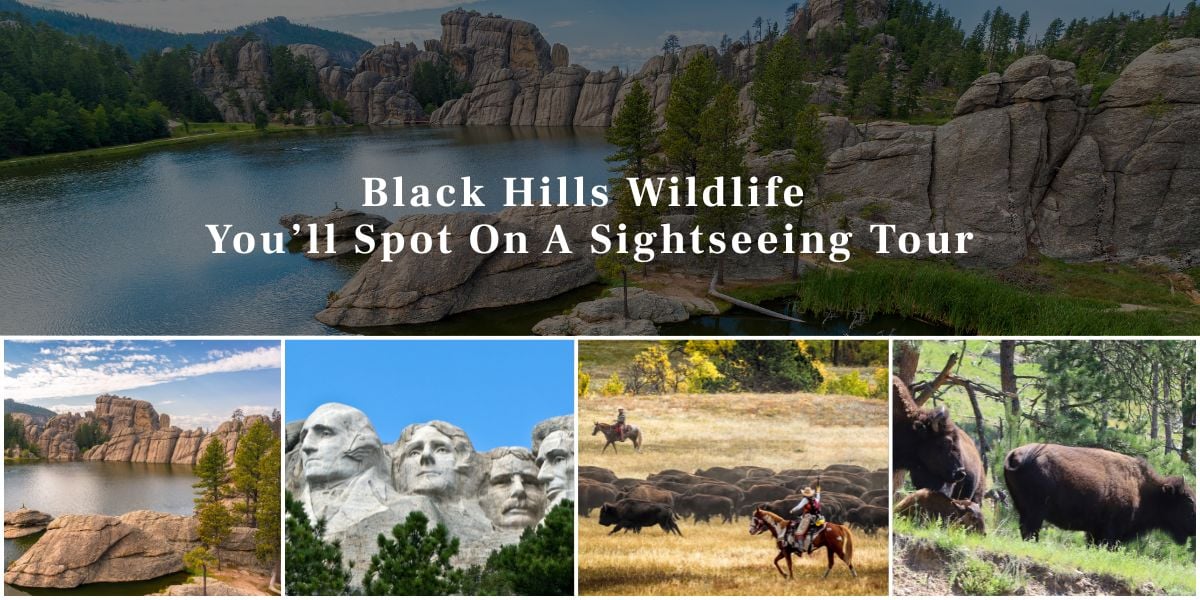 Black Hills Wildlife You’ll Spot On A Sightseeing Tour